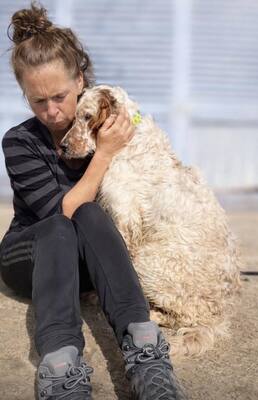 TRUI, English Setter - Rüde
