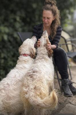 TRUI, English Setter - Rüde