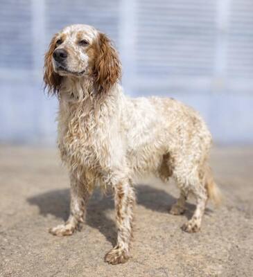 TRUI, English Setter - Rüde