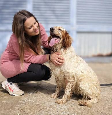 TRUI, English Setter - Rüde