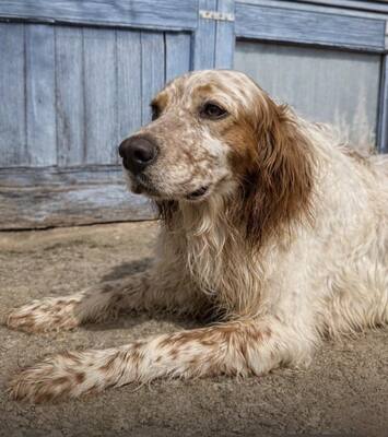 TRUI, English Setter - Rüde