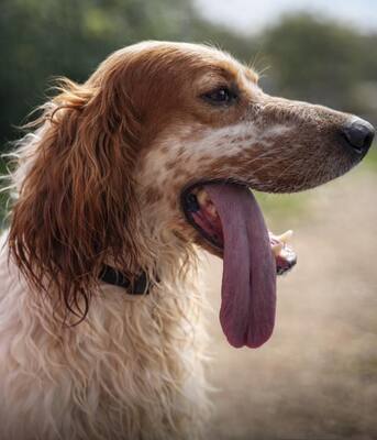 TRUI, English Setter - Rüde