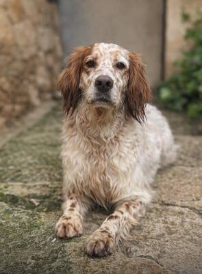 TRUI, English Setter - Rüde
