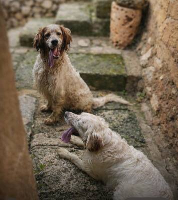 TRUI, English Setter - Rüde