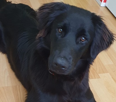 TRULLA, Flat Labrador-Mischling - Hündin