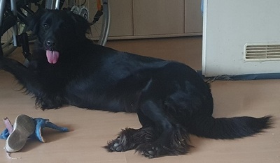 TRULLA, Flat Labrador-Mischling - Hündin