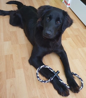 TRULLA, Flat Labrador-Mischling - Hündin