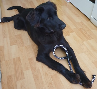TRULLA, Flat Labrador-Mischling - Hündin