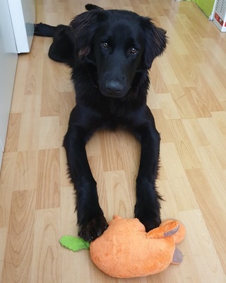 TRULLA, Flat Labrador-Mischling - Hündin