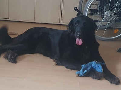 TRULLA, Flat Labrador-Mischling - Hündin