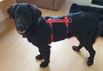 TRULLA, Flat Labrador-Mischling - Hündin