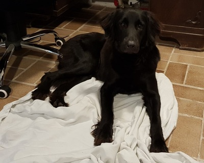 TRULLA, Flat Labrador-Mischling - Hündin
