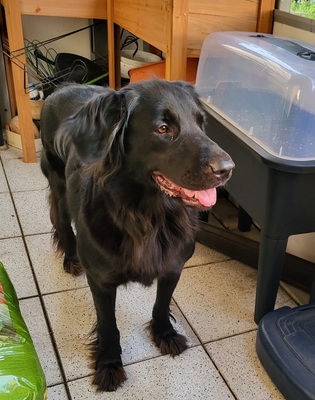 TRULLA, Flat Labrador-Mischling - Hündin