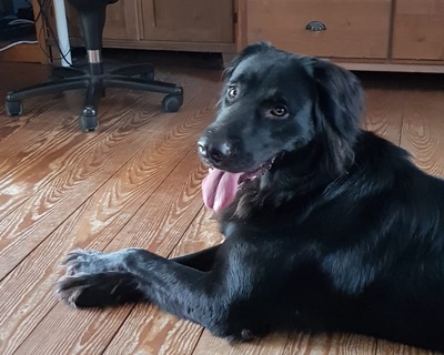 TRULLA, Flat Labrador-Mischling - Hündin