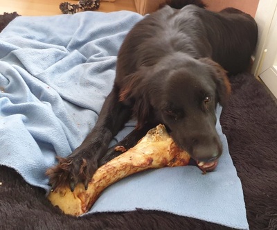 TRULLA, Flat Labrador-Mischling - Hündin