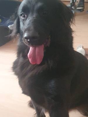 TRULLA, Flat Labrador-Mischling - Hündin