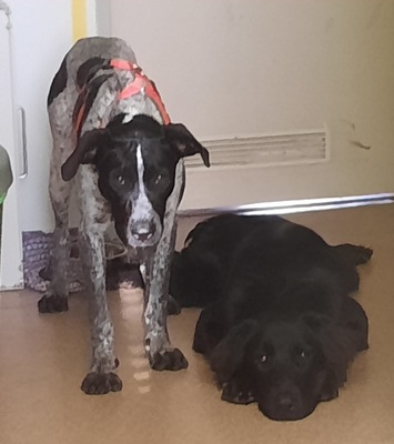 TRULLA, Flat Labrador-Mischling - Hündin