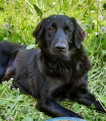 TRULLA, Flat Labrador-Mischling - Hündin
