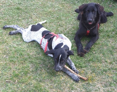 TRULLA, Flat Labrador-Mischling - Hündin