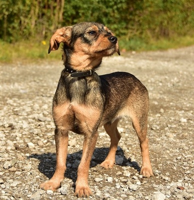 TULKO, Mischling - Rüde