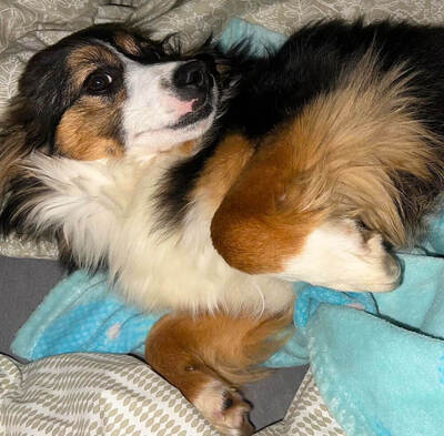 TWIX - verschmust, menschenbezogen, fröhlich, neugierig, sehr verspielt