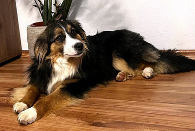 TWIX - verschmust, menschenbezogen, fröhlich, neugierig, sehr verspielt, Mischling - Betreuungsplatz OÖ - Rüde