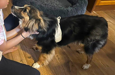 TWIX - verschmust, menschenbezogen, fröhlich, neugierig, sehr verspielt, Mischling - Betreuungsplatz OÖ - Rüde