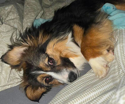 TWIX - verschmust, menschenbezogen, fröhlich, neugierig, sehr verspielt, Mischling - Betreuungsplatz OÖ - Rüde