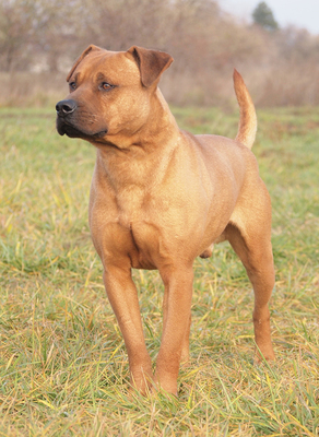 TYSON - R E S E R V I E R T !!!!! freundlich, aufgeschlossen, interessiert, ruhig, aufmerksam, katzenverträglich, anfangs in neuer Umgebung möglicherweise etwas ängstlich, Mischling (Video auf HP) - Rüde