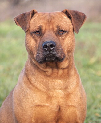 TYSON - R E S E R V I E R T !!!!! freundlich, aufgeschlossen, interessiert, ruhig, aufmerksam, katzenverträglich, anfangs in neuer Umgebung möglicherweise etwas ängstlich, Mischling (Video auf HP) - Rüde