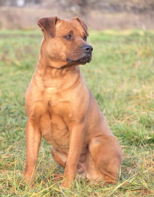 TYSON - R E S E R V I E R T !!!!! freundlich, aufgeschlossen, interessiert, ruhig, aufmerksam, katzenverträglich, anfangs in neuer Umgebung möglicherweise etwas ängstlich, Mischling (Video auf HP) - Rüde