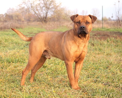 TYSON - R E S E R V I E R T !!!!! freundlich, aufgeschlossen, interessiert, ruhig, aufmerksam, katzenverträglich, anfangs in neuer Umgebung möglicherweise etwas ängstlich, Mischling (Video auf HP) - Rüde