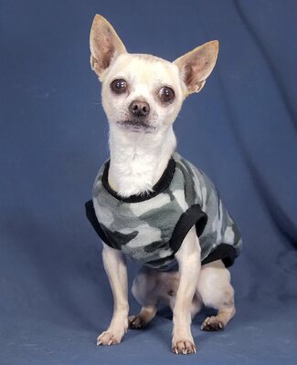 TYSON - kuschelt gern, neugierig, freundlich, anfangs ängstlich, als Zweithund zu einer Hündin, Chihuahua Rüde auf Tiere.at