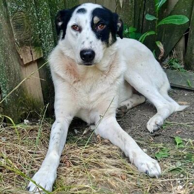 Tabby - absolut sozialverträglich & freundlich 😘, Griechischer Schäferhund Mix - Hündin