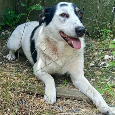 Tabby - absolut sozialverträglich & freundlich 😘, Griechischer Schäferhund Mix - Hündin