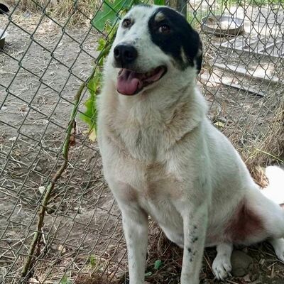 Tabby - absolut sozialverträglich & freundlich 😘, Griechischer Schäferhund Mix - Hündin