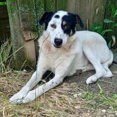 Tabby - absolut sozialverträglich & freundlich 😘, Griechischer Schäferhund Mix - Hündin