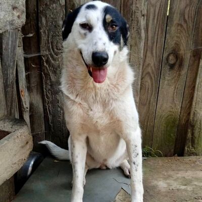 Tabby - absolut sozialverträglich & freundlich 😘, Griechischer Schäferhund Mix - Hündin