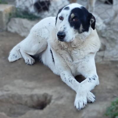 Tabby - absolut sozialverträglich & freundlich 😘