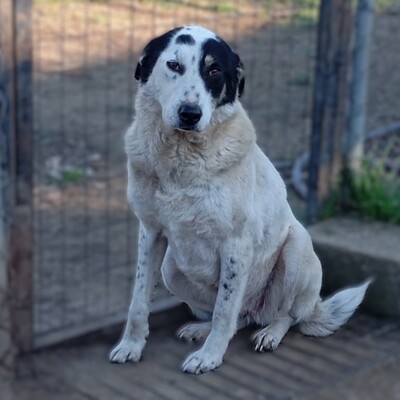 Tabby - absolut sozialverträglich & freundlich 😘, Griechischer Schäferhund Mix - Hündin