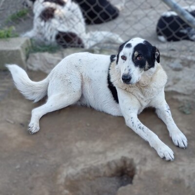 Tabby - absolut sozialverträglich & freundlich 😘, Griechischer Schäferhund Mix - Hündin
