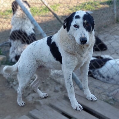 Tabby - absolut sozialverträglich & freundlich 😘, Griechischer Schäferhund Mix - Hündin