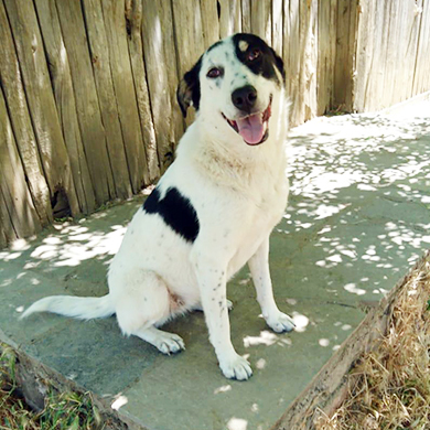 Tabby - absolut sozialverträglich und freundlich, Griechischer Schäferhund-Mischling - Hündin