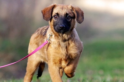 Tabea, Mischling Welpen - Hündin