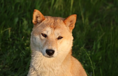 Tabi, Shiba Inu - Hündin