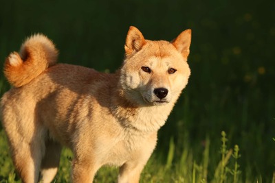 Tabi, Shiba Inu - Hündin