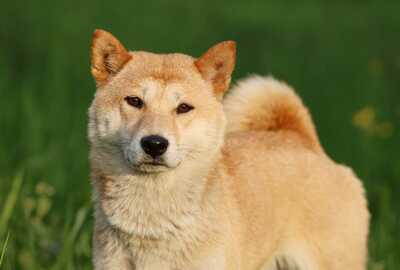 Tabi, Shiba Inu - Hündin
