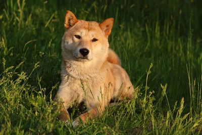 Tabi, Shiba Inu - Hündin