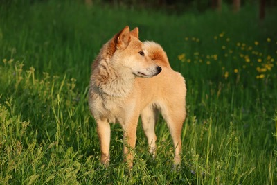 Tabi, Shiba Inu - Hündin