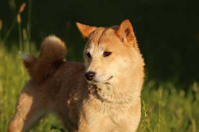 Tabi, Shiba Inu - Hündin